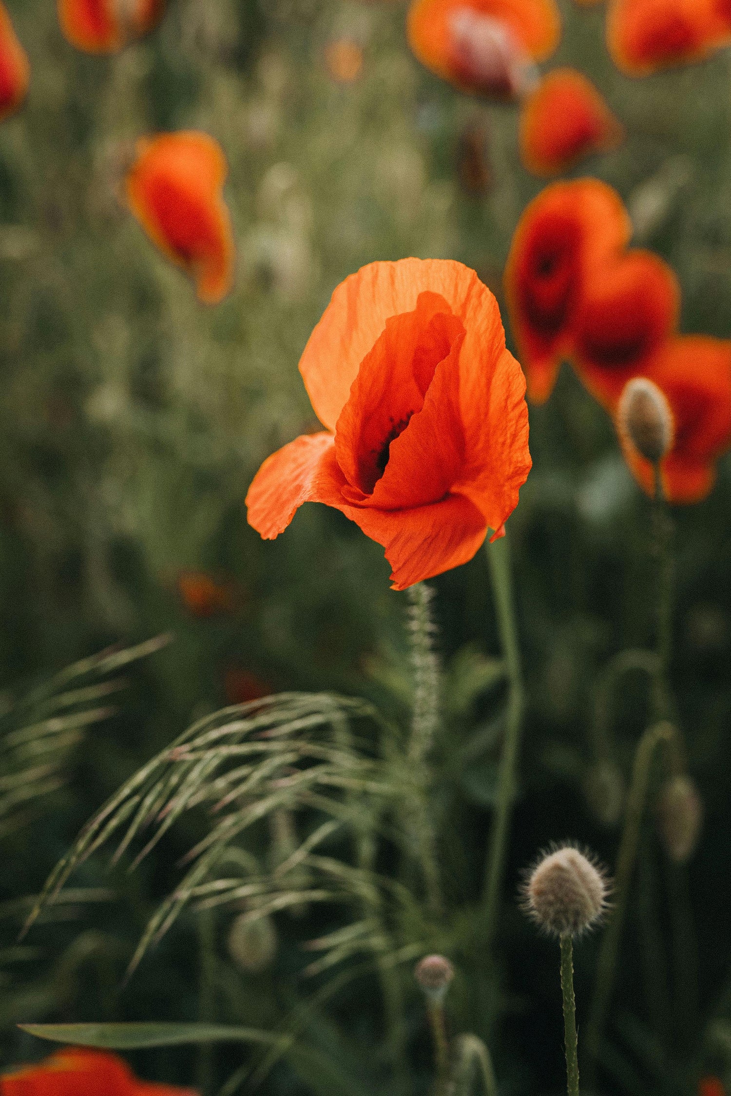 A vivid orange poppy in focus, standing out against a soft background of green grass and blurred poppies.
