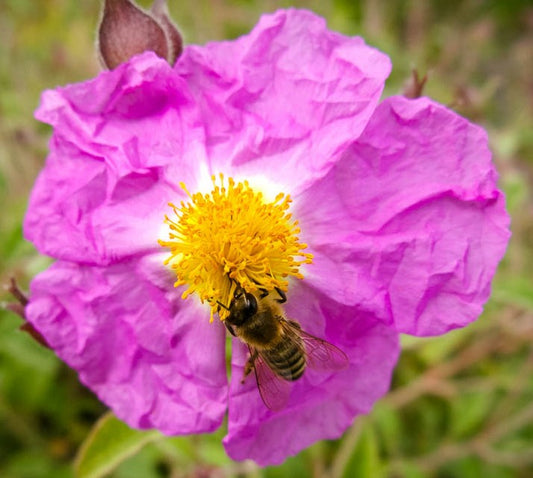 A bee collecting pollen from the bright yellow center of a crinkled pink Crushed Botanicals Apothecary Cistus Incanus Tincture 2 oz flower. The green background suggests a natural, outdoor setting.