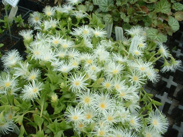 Kanna Sceletium tortuosum