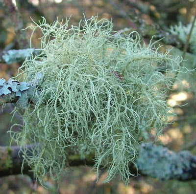 Dual-Extracted Usnea Lichen Tincture